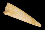 Fossil Pterosaur (Siroccopteryx) Tooth - Morocco #145205-1